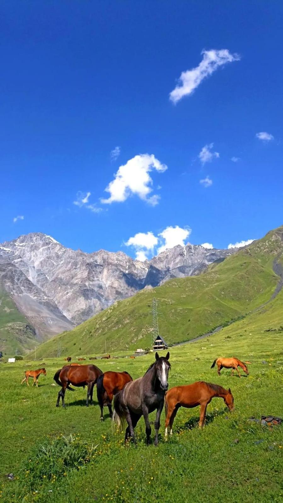 Mountain Flower Cottage Kazbegi Ngoại thất bức ảnh